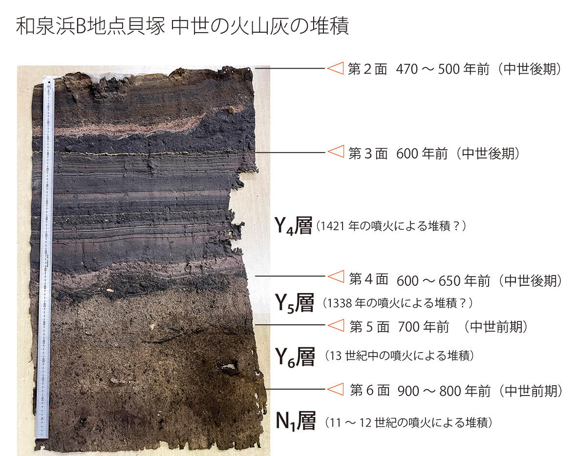 和泉浜B2次_展示剥ぎ取り解説_HP用.jpg